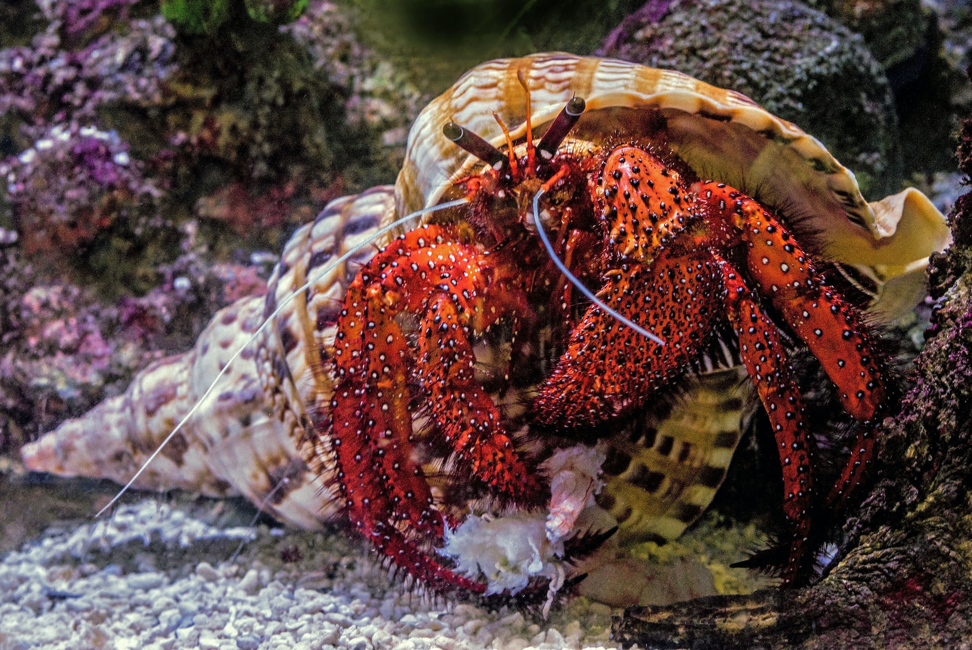 Criaturas submarinas de las que probablemente no hayas oído hablar